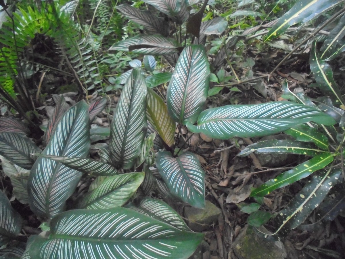 Goeppertia ornata (Lem.) Borchs. & S.Suárez